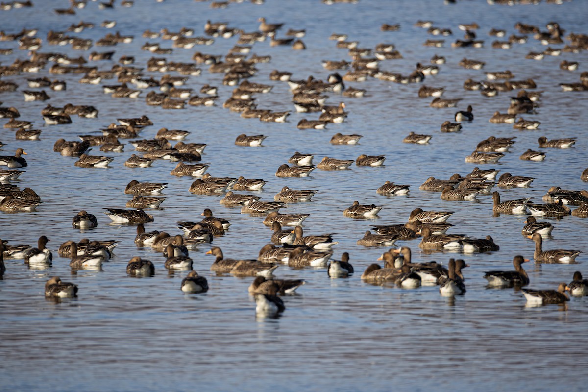 Манхин галуу - ML646422243