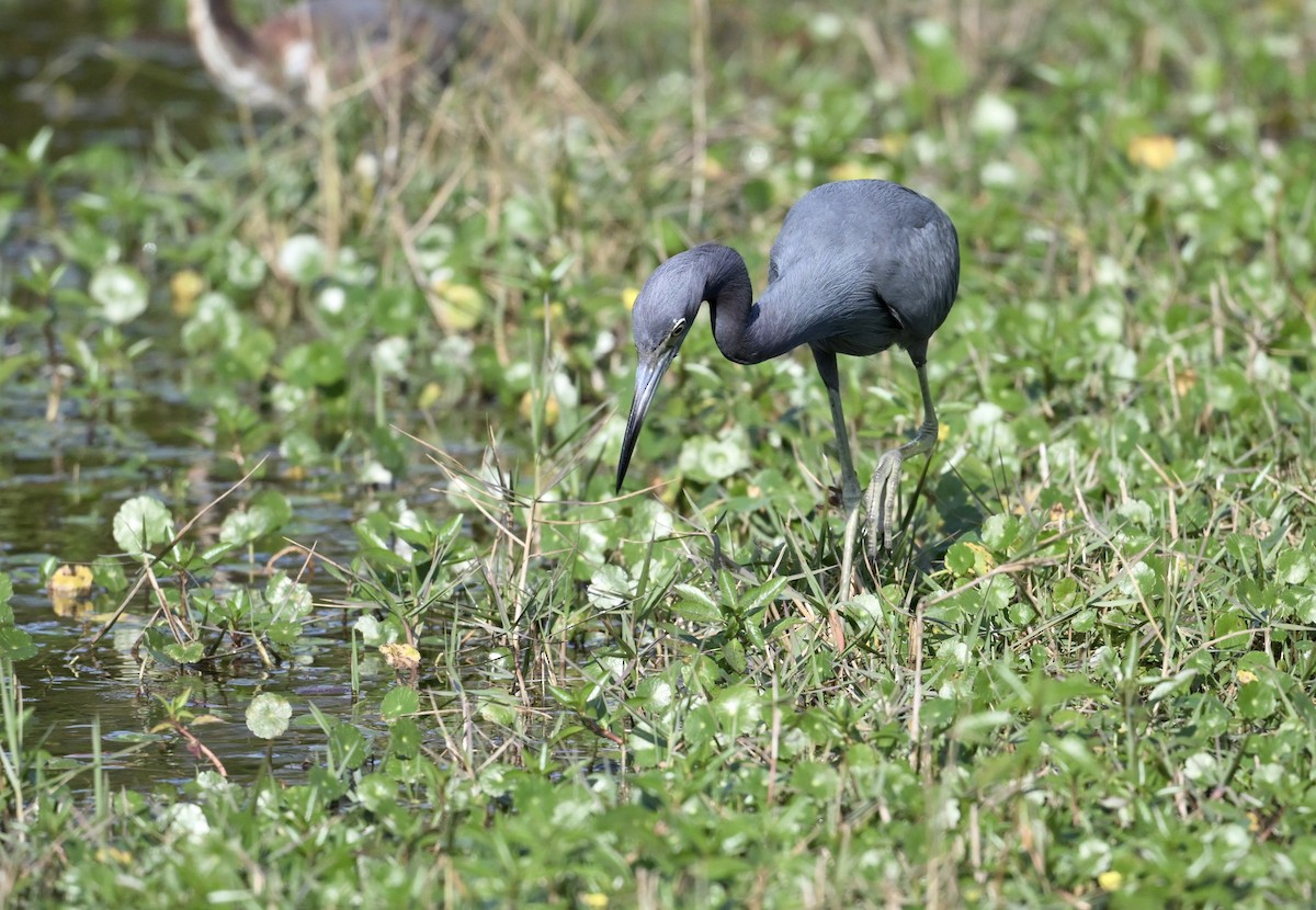 ヒメアカクロサギ - ML646422245