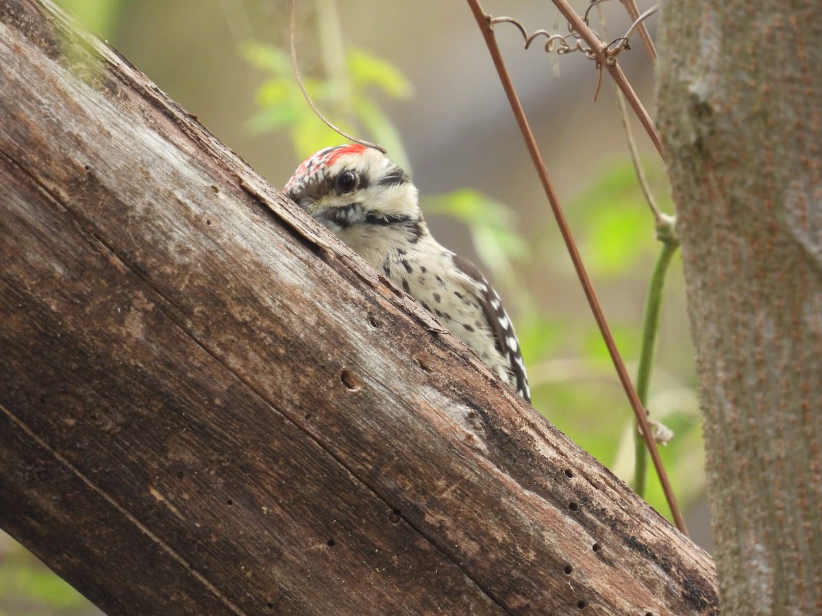 Ladder-backed Woodpecker - ML646422246
