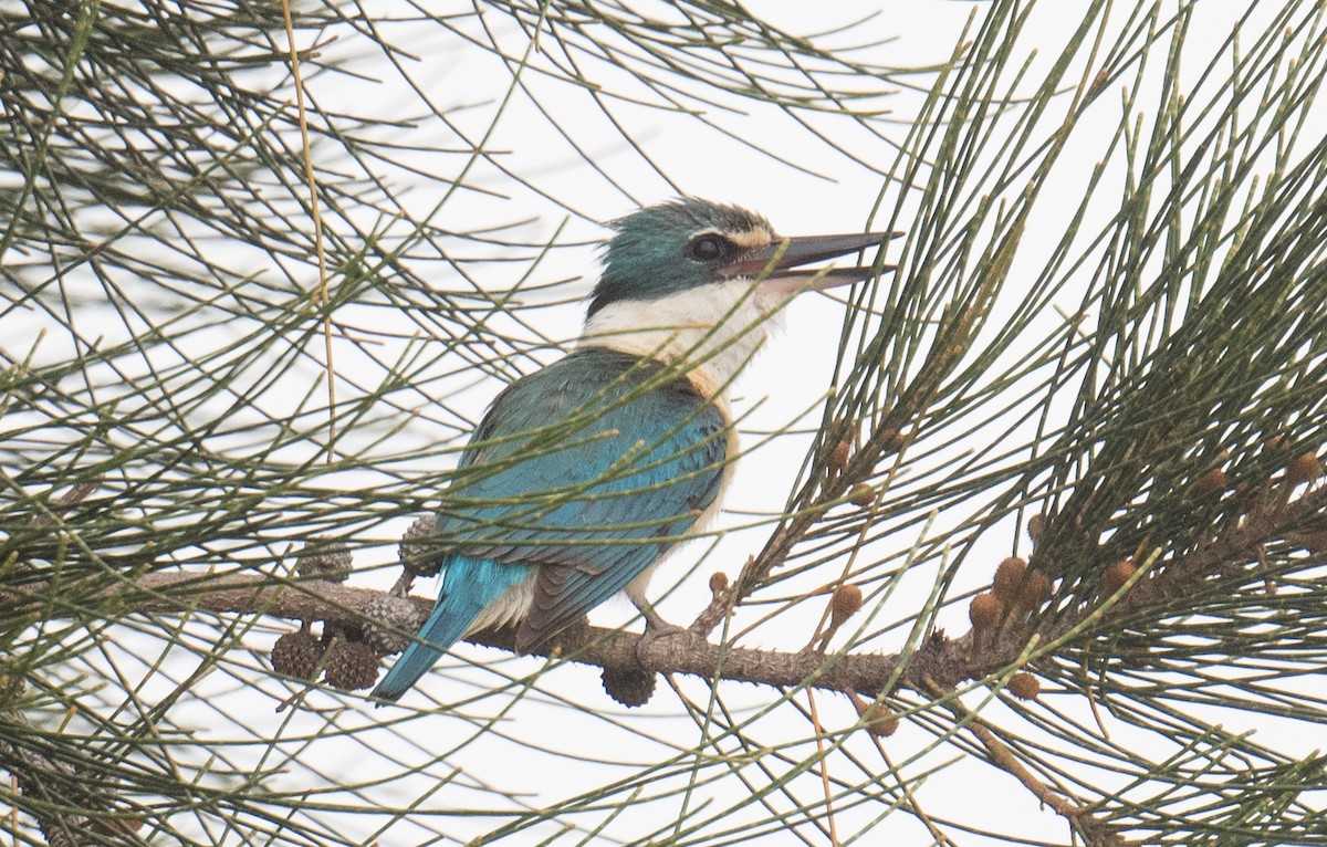 Sacred Kingfisher - ML646422247