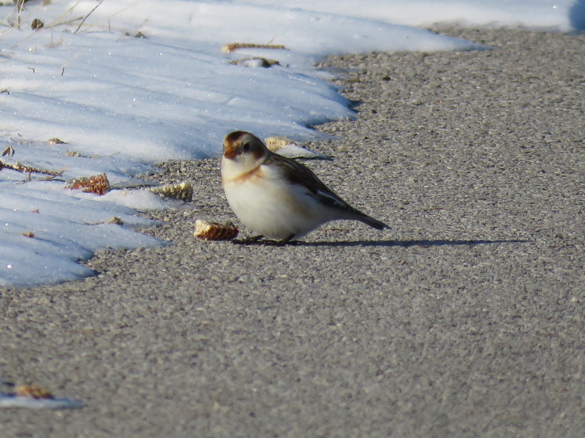 Snow Bunting - ML646422248