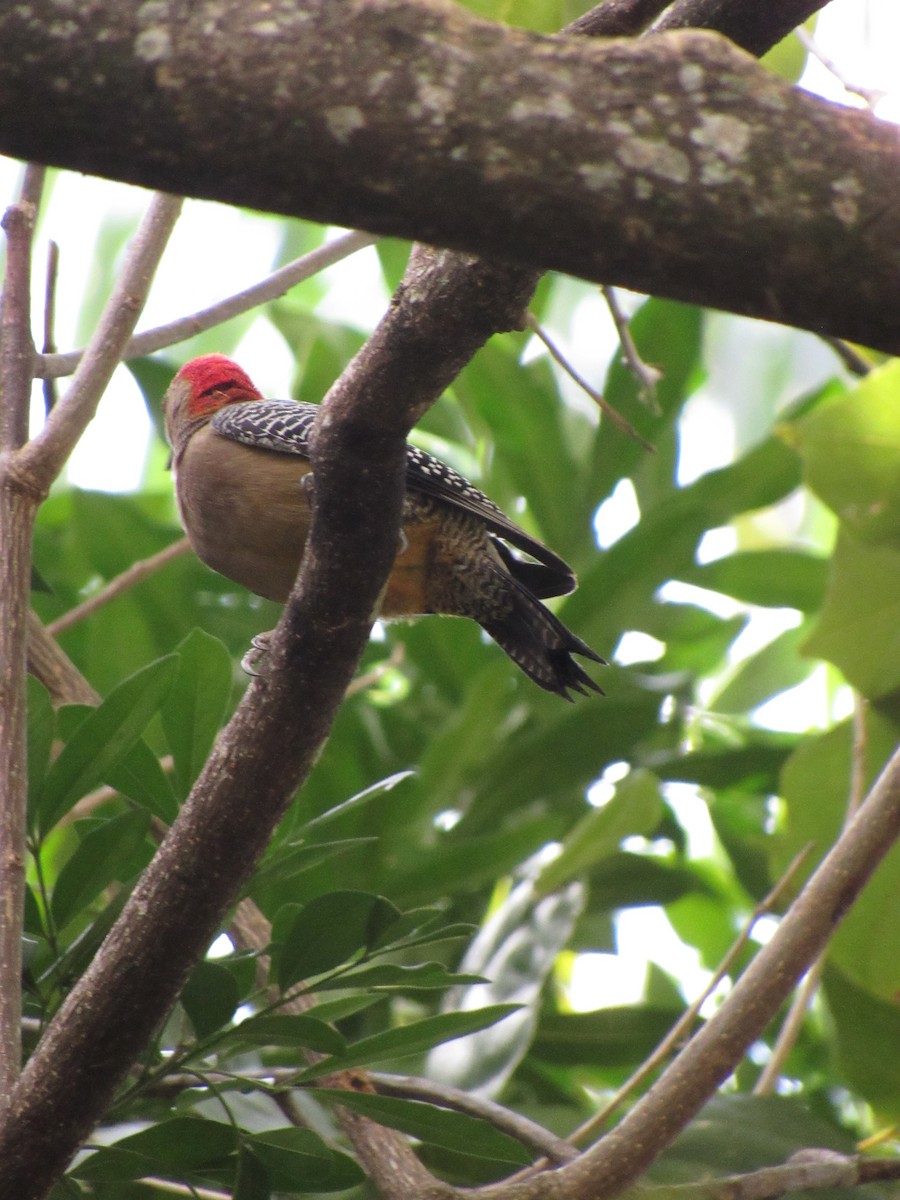 datel zlatočelý - ML646422249