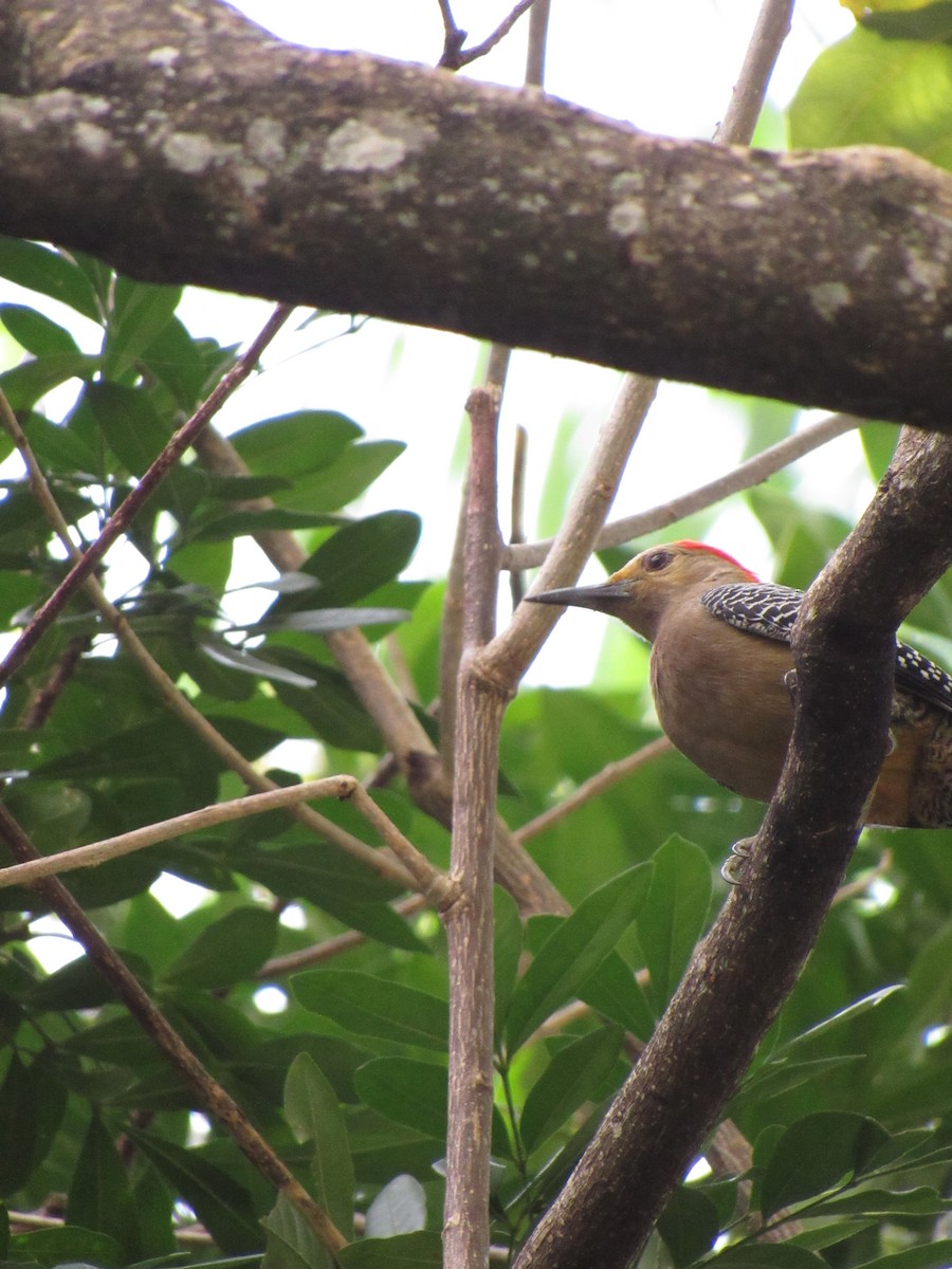 datel zlatočelý - ML646422250