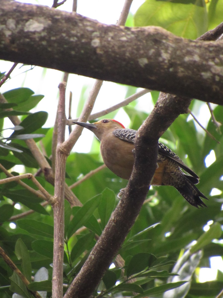 datel zlatočelý - ML646422251