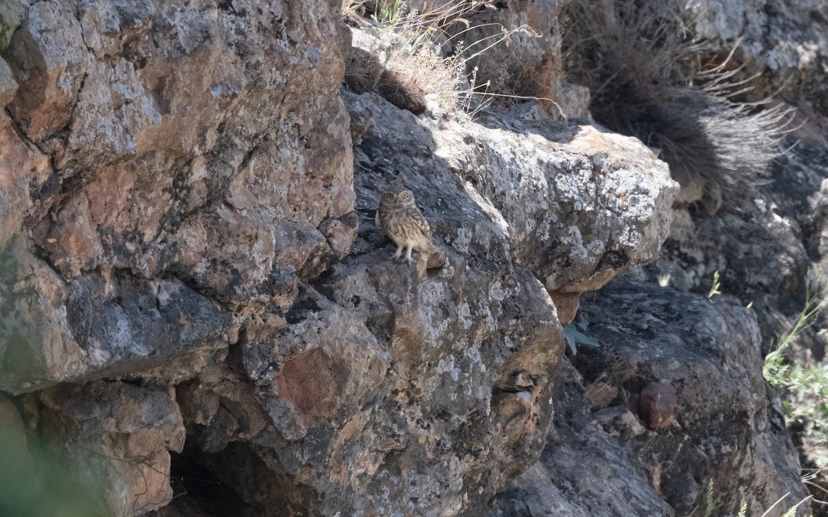 Chevêche d'Athéna - ML646422252