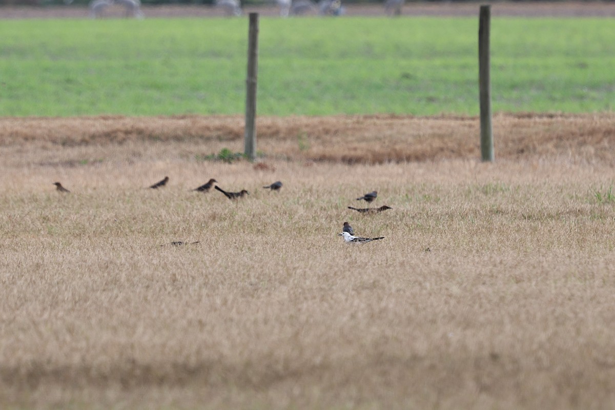 vlhovec člunoocasý - ML646422253