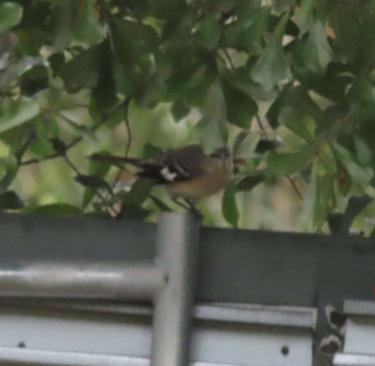 Northern Mockingbird - ML646422255