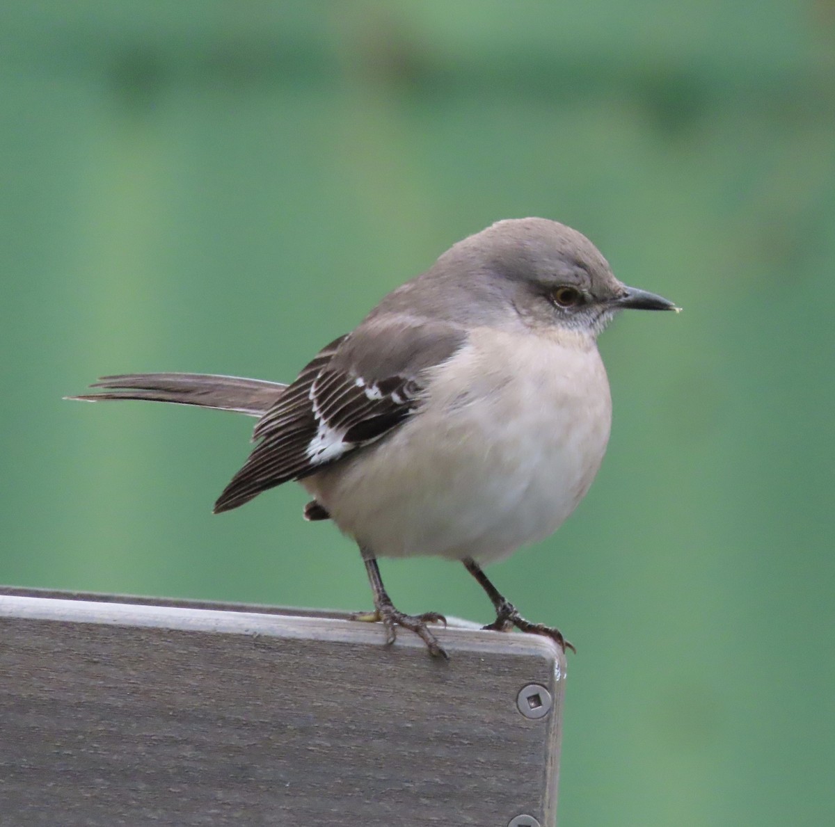 Northern Mockingbird - ML646422256