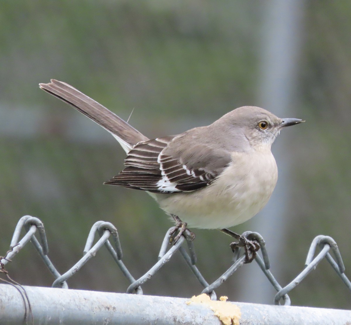 Northern Mockingbird - ML646422257