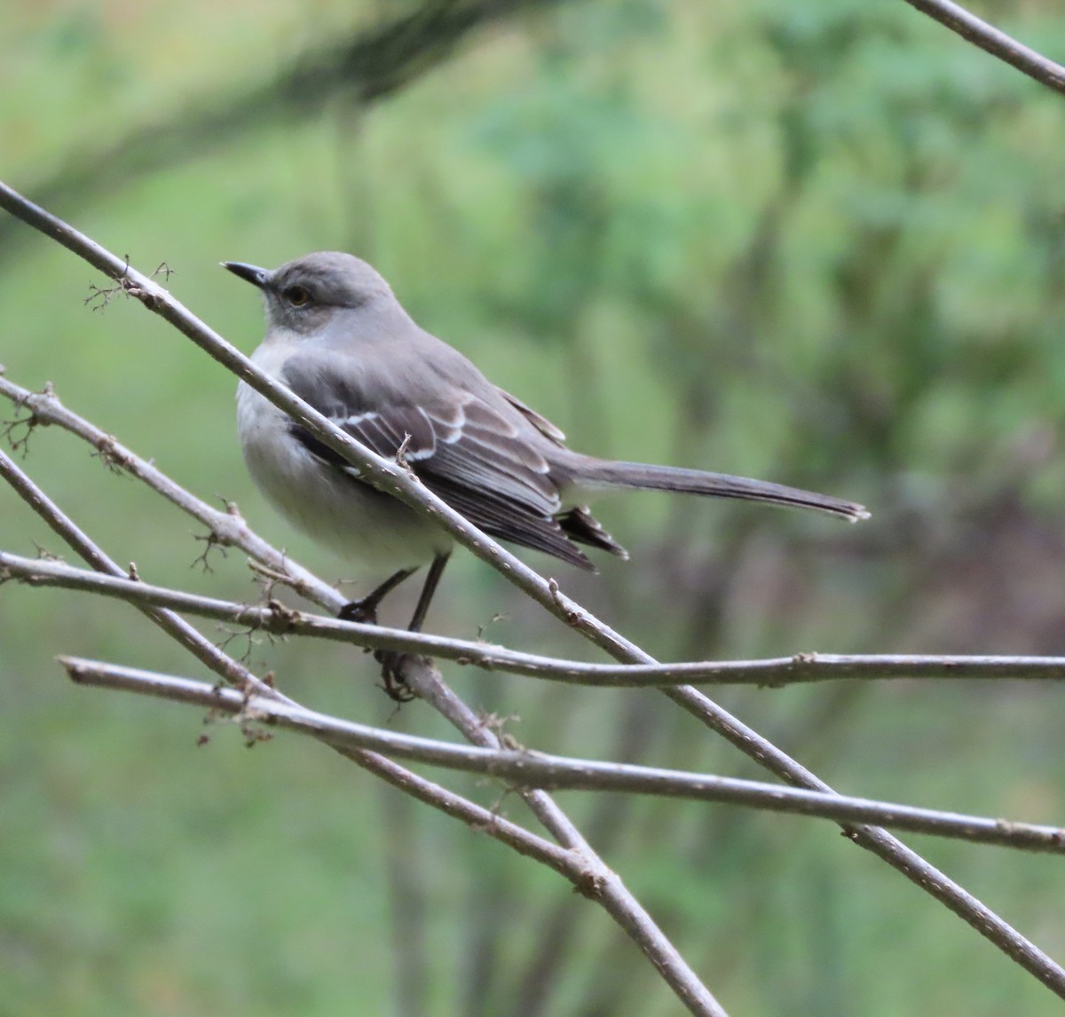 Northern Mockingbird - ML646422258