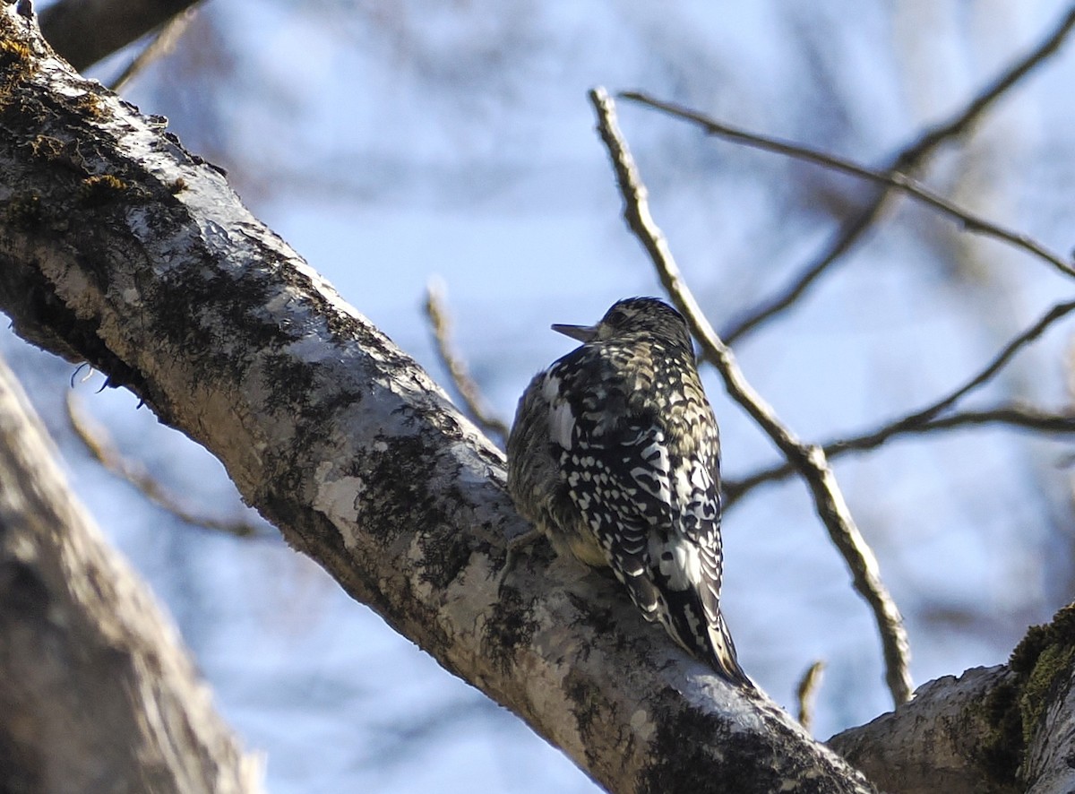 Yellow-bellied Sapsucker - ML646422259