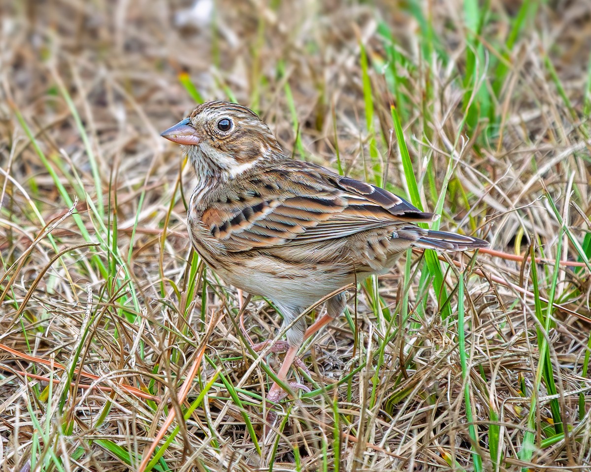 Vesper Sparrow - ML646422261