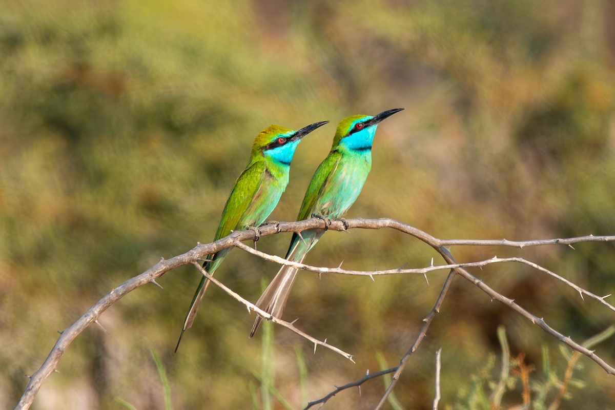 Arabian Green Bee-eater - ML646422263