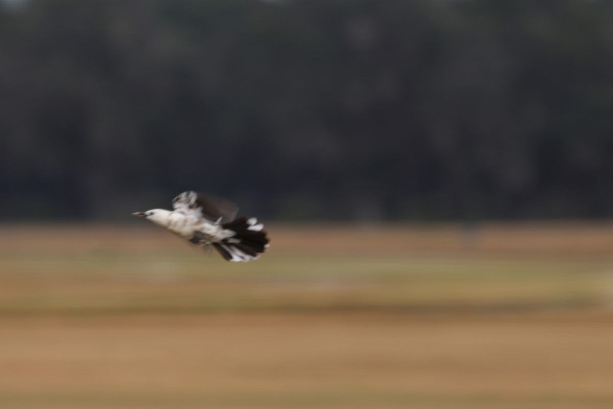 vlhovec člunoocasý - ML646422264