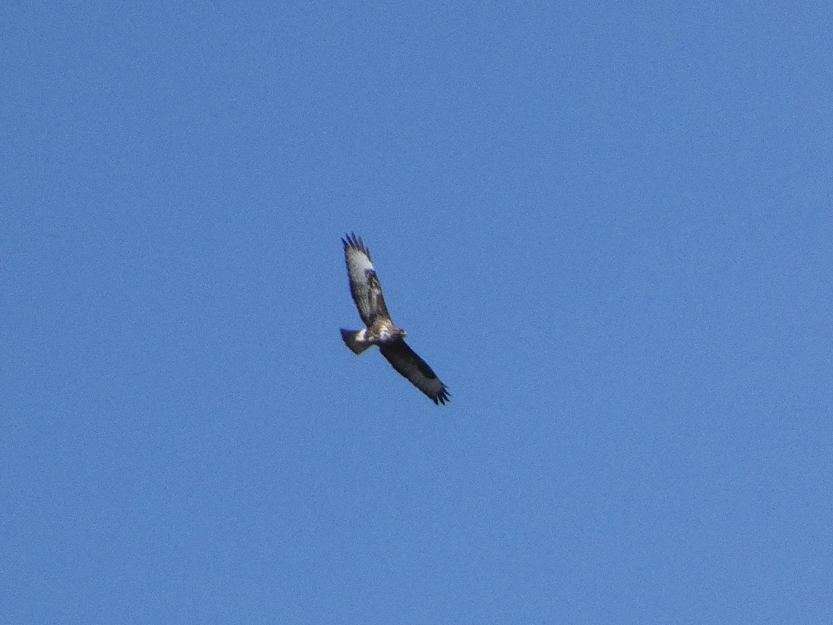 Common Buzzard - ML646422265