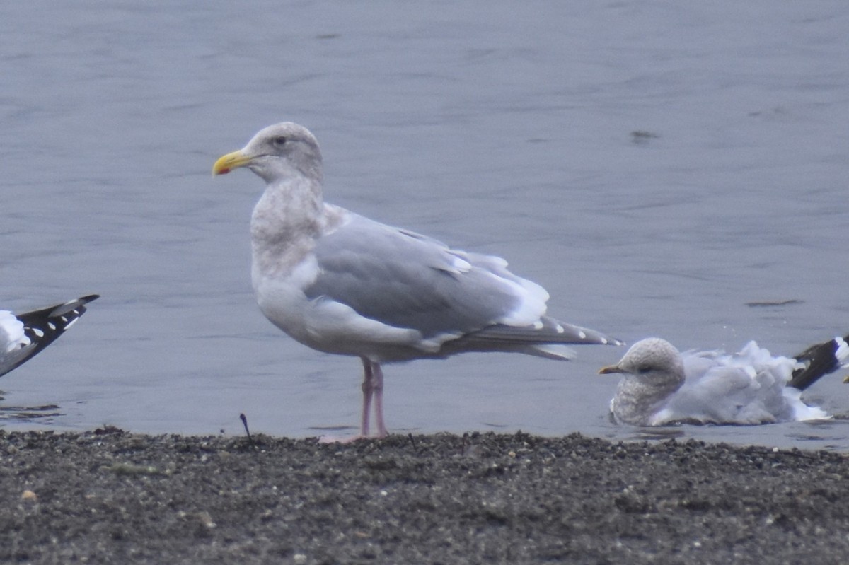 Glaucous-winged Gull - ML646422266