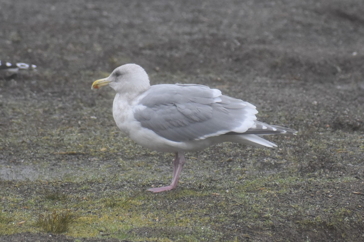 Glaucous-winged Gull - ML646422267