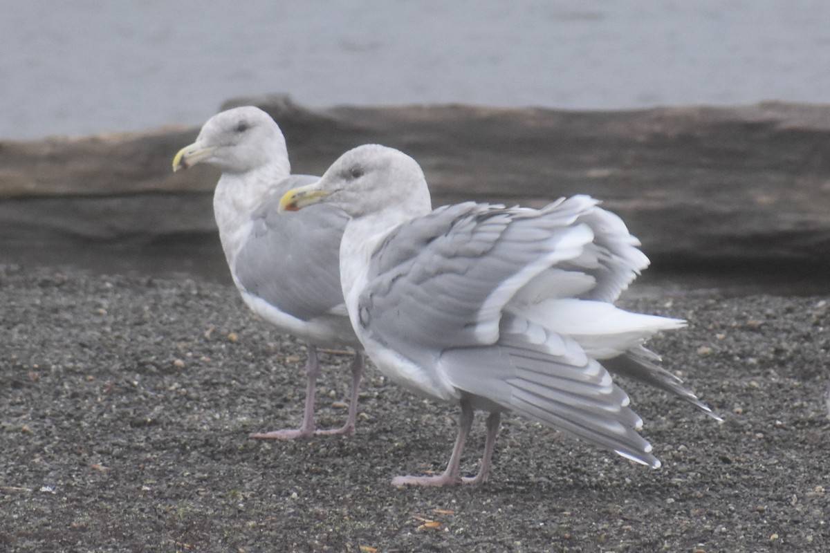 Glaucous-winged Gull - ML646422268