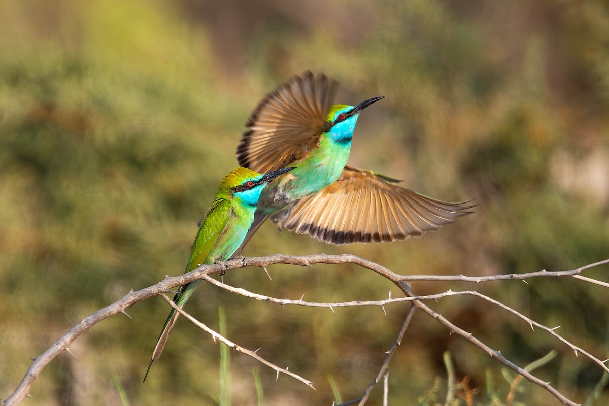 Arabian Green Bee-eater - ML646422273
