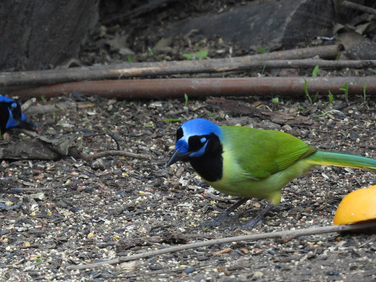 Green Jay - ML646422274
