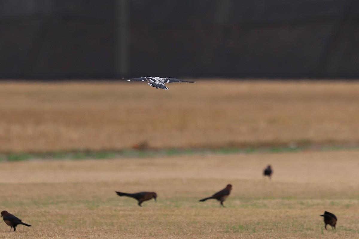 vlhovec člunoocasý - ML646422275