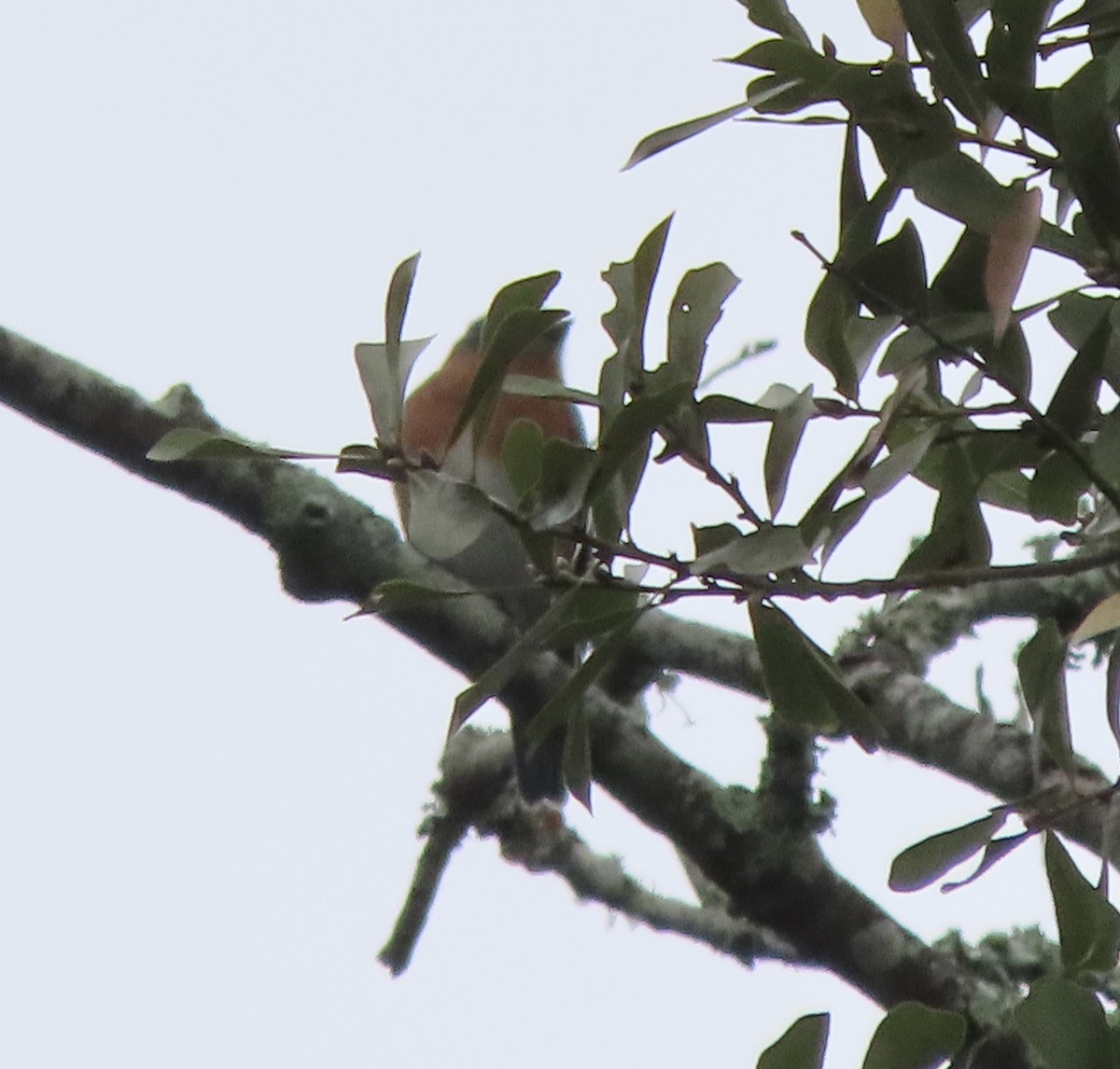 Eastern Bluebird - ML646422276