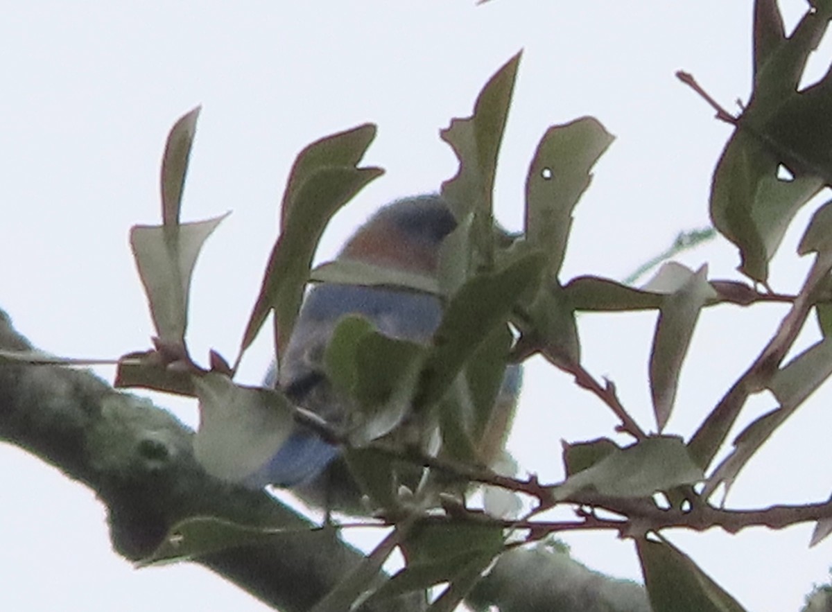 Eastern Bluebird - ML646422277