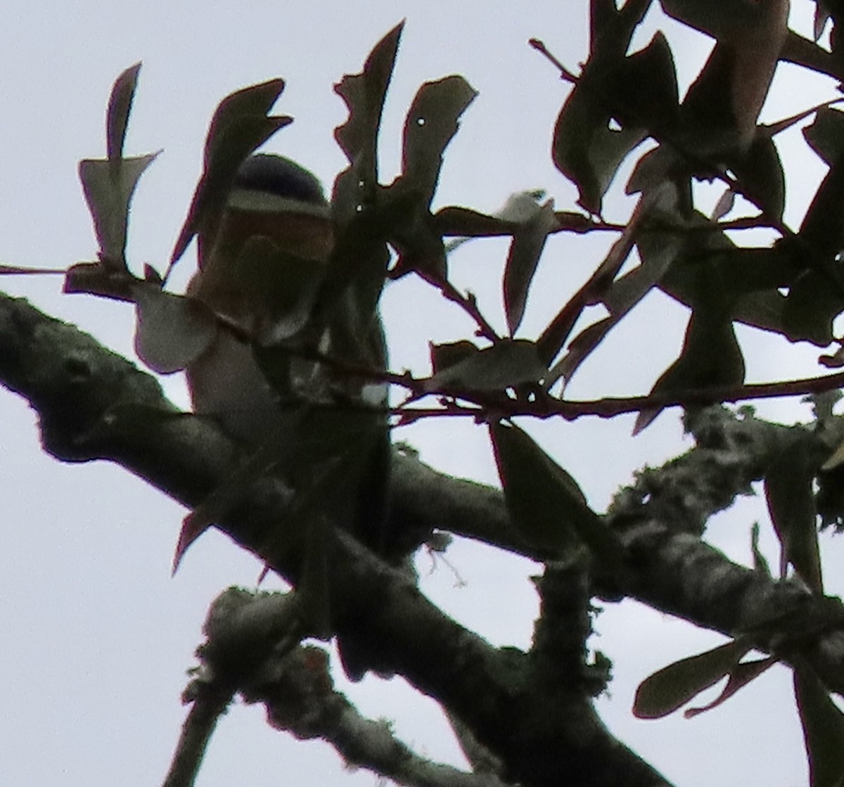 Eastern Bluebird - ML646422278
