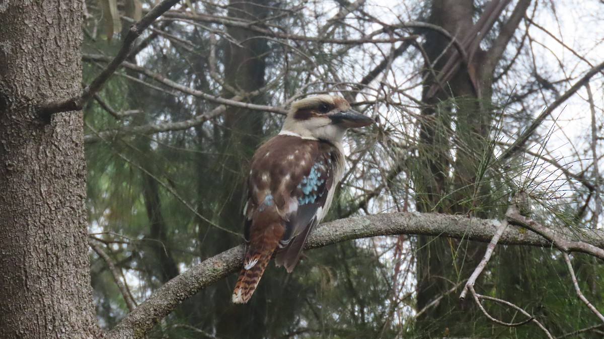 Laughing Kookaburra - ML646422285