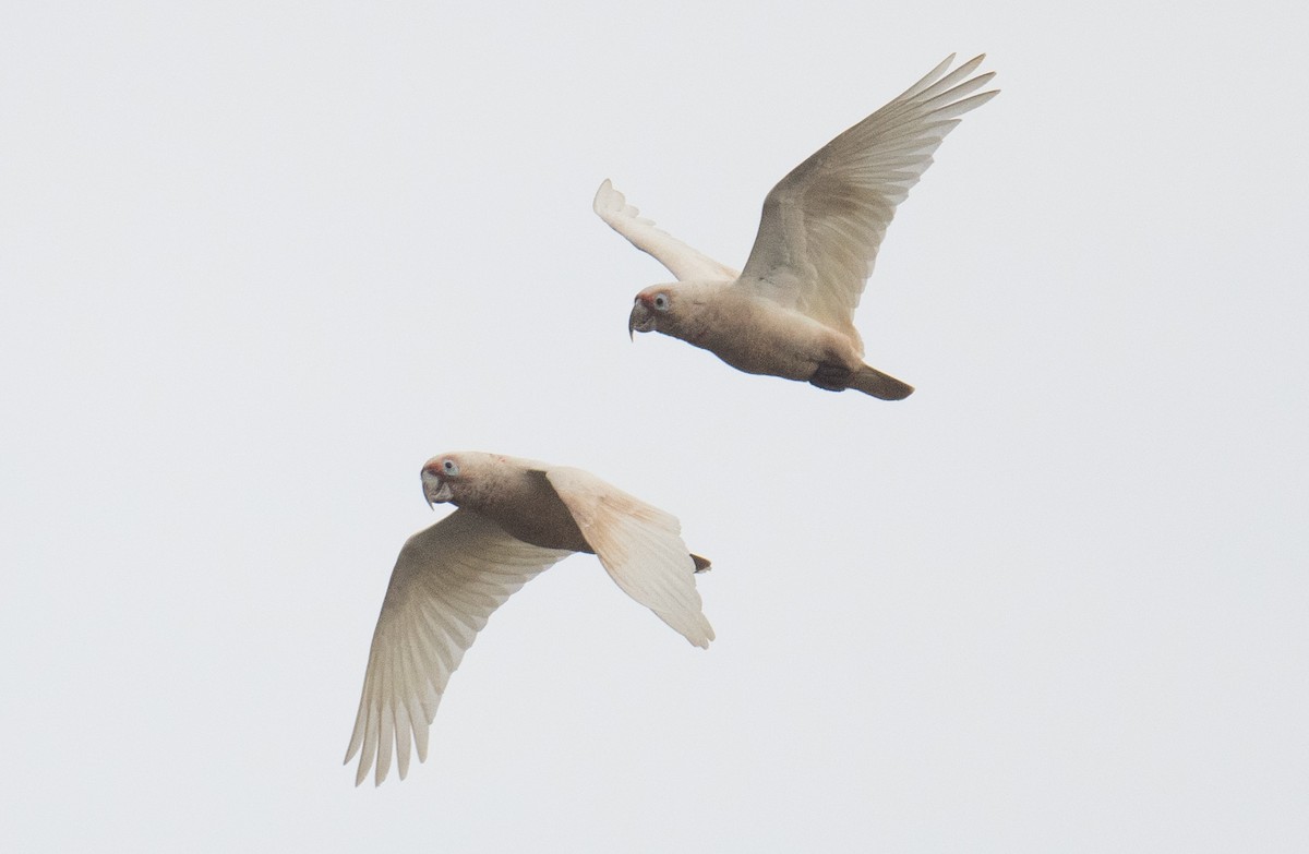 Long-billed Corella - ML646422286