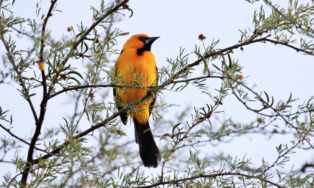 Altamira Oriole - ML646422287