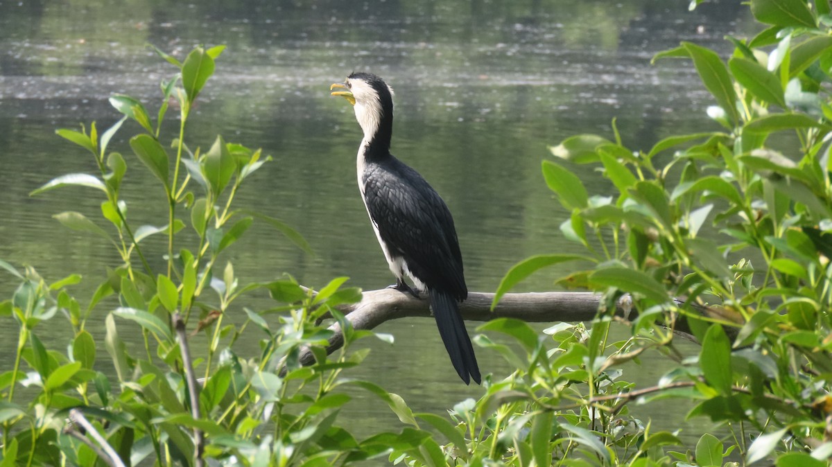 Little Pied Cormorant - ML646422288