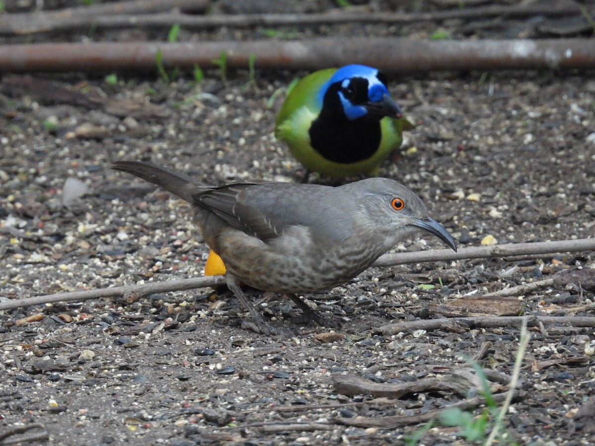 Curve-billed Thrasher - ML646422289