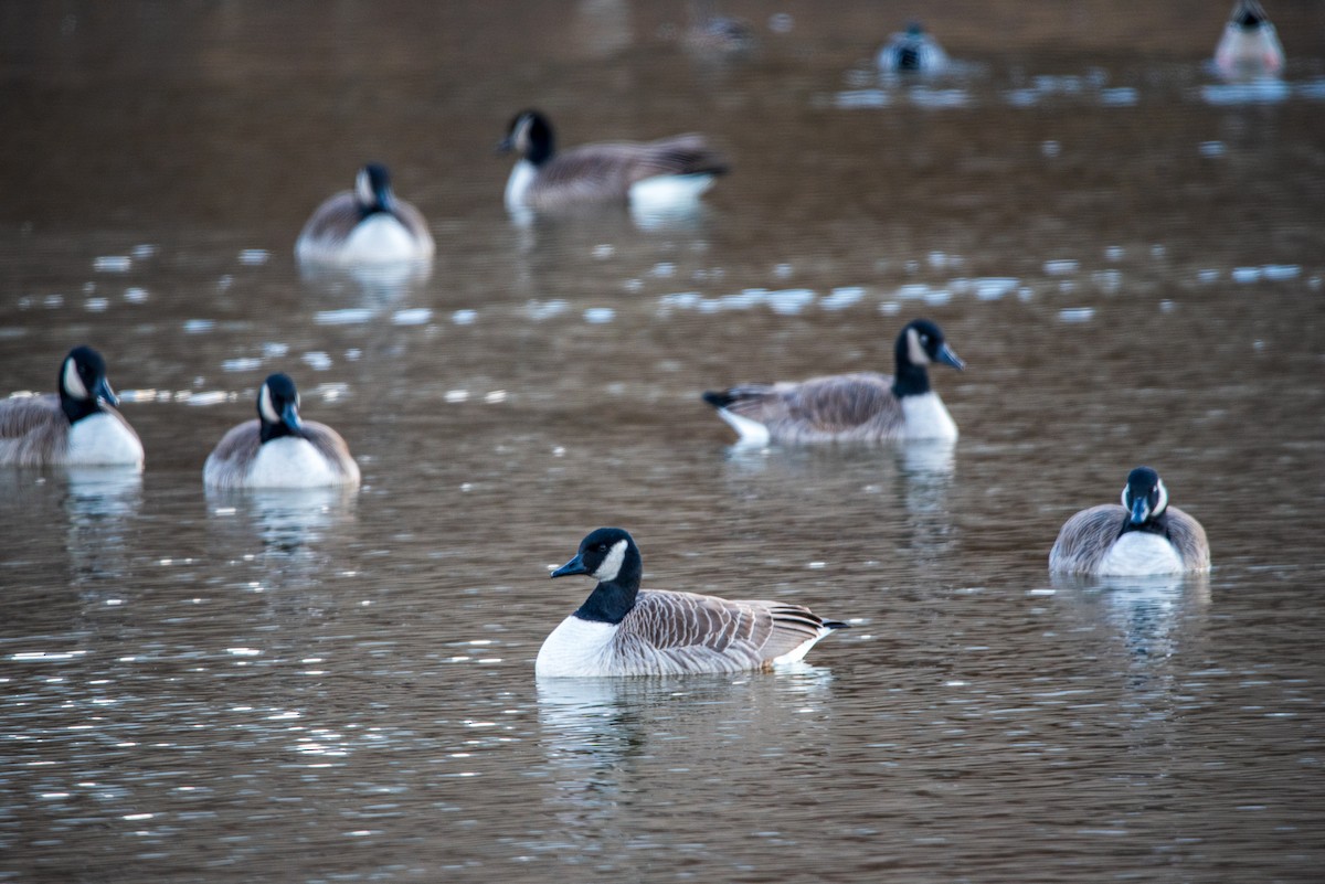 Canada Goose - ML646422291
