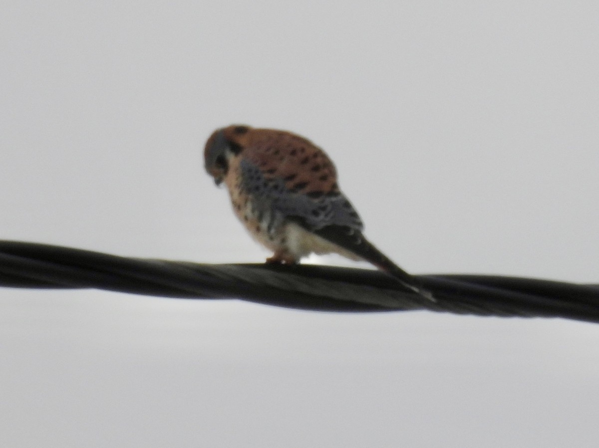 American Kestrel - ML646422292