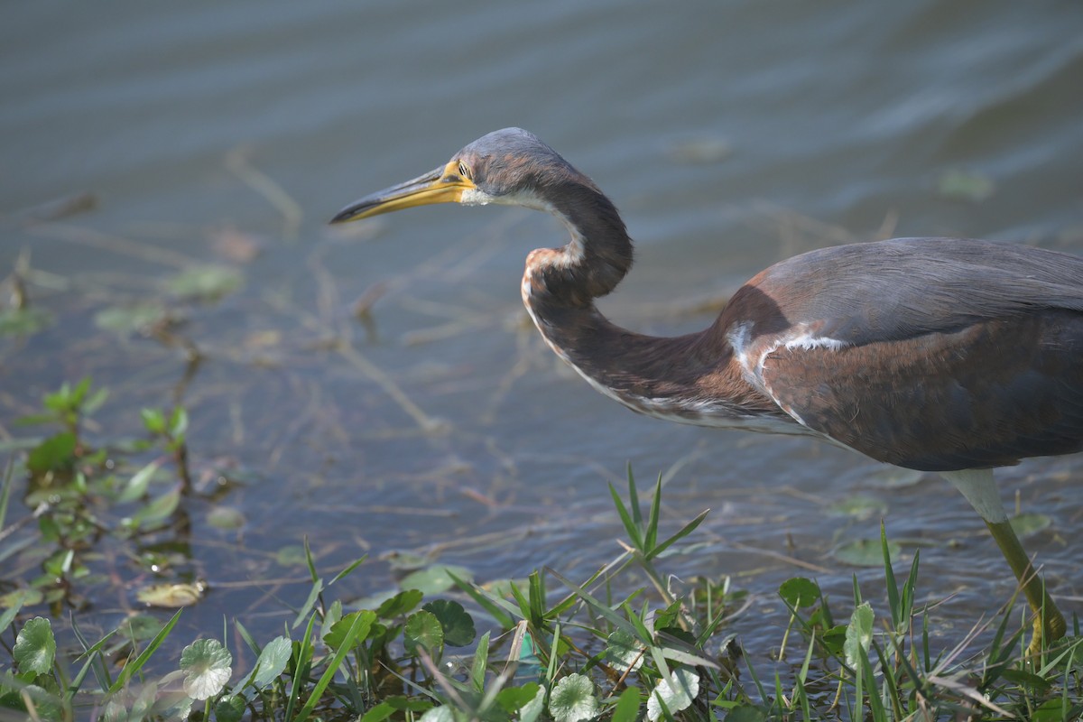 サンショクサギ - ML646422293