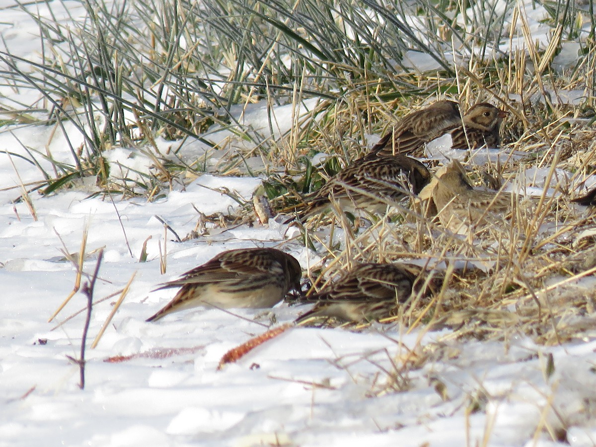 lappspurv - ML646422294