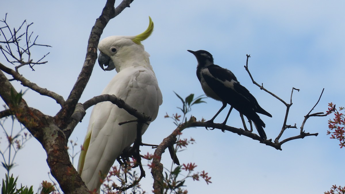 Sulphur-crested Cockatoo - ML646422295
