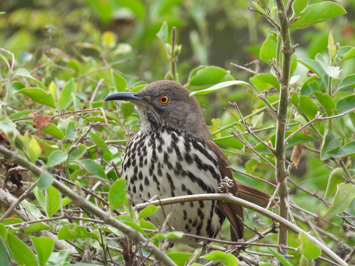 Long-billed Thrasher - ML646422296
