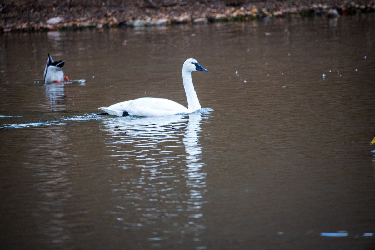 Tundra Swan - ML646422297