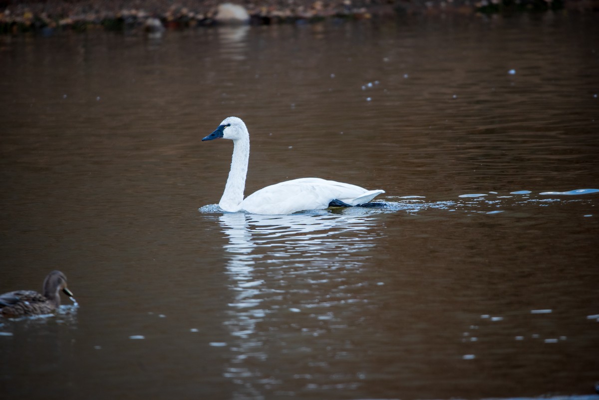 Tundra Swan - ML646422298