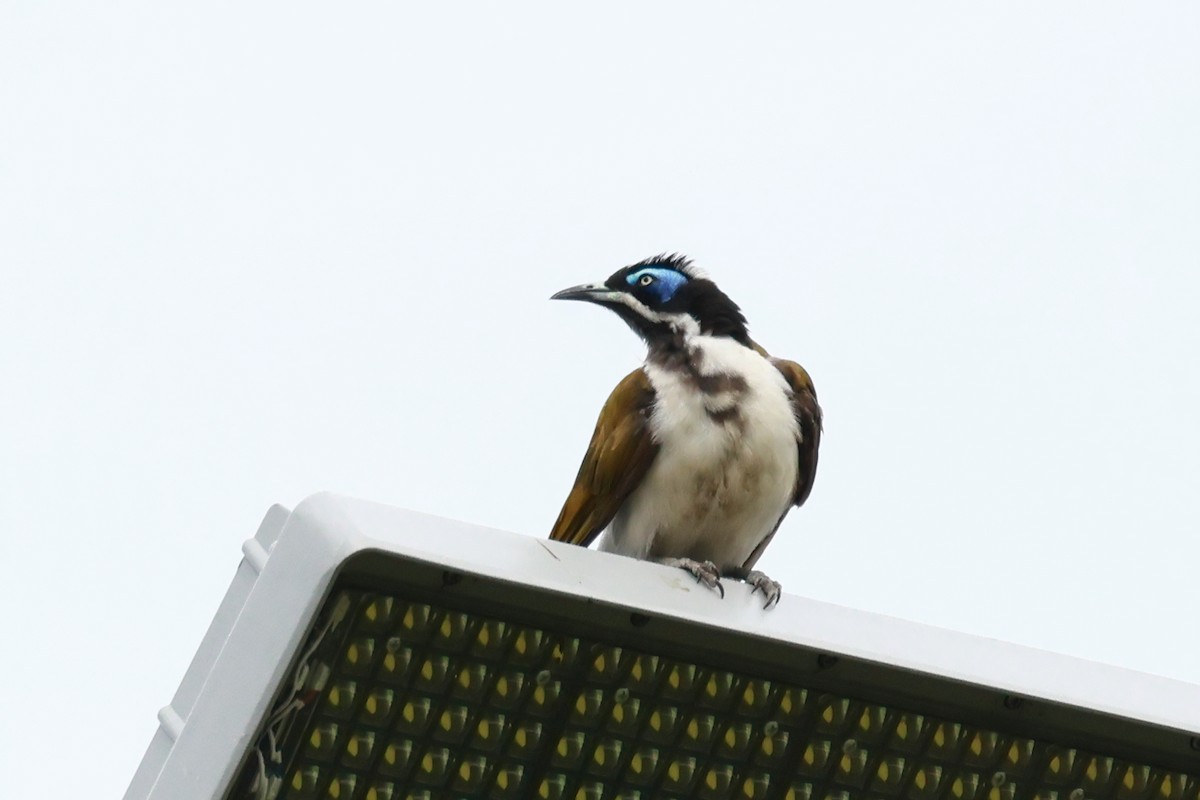 Blue-faced Honeyeater - ML646422299