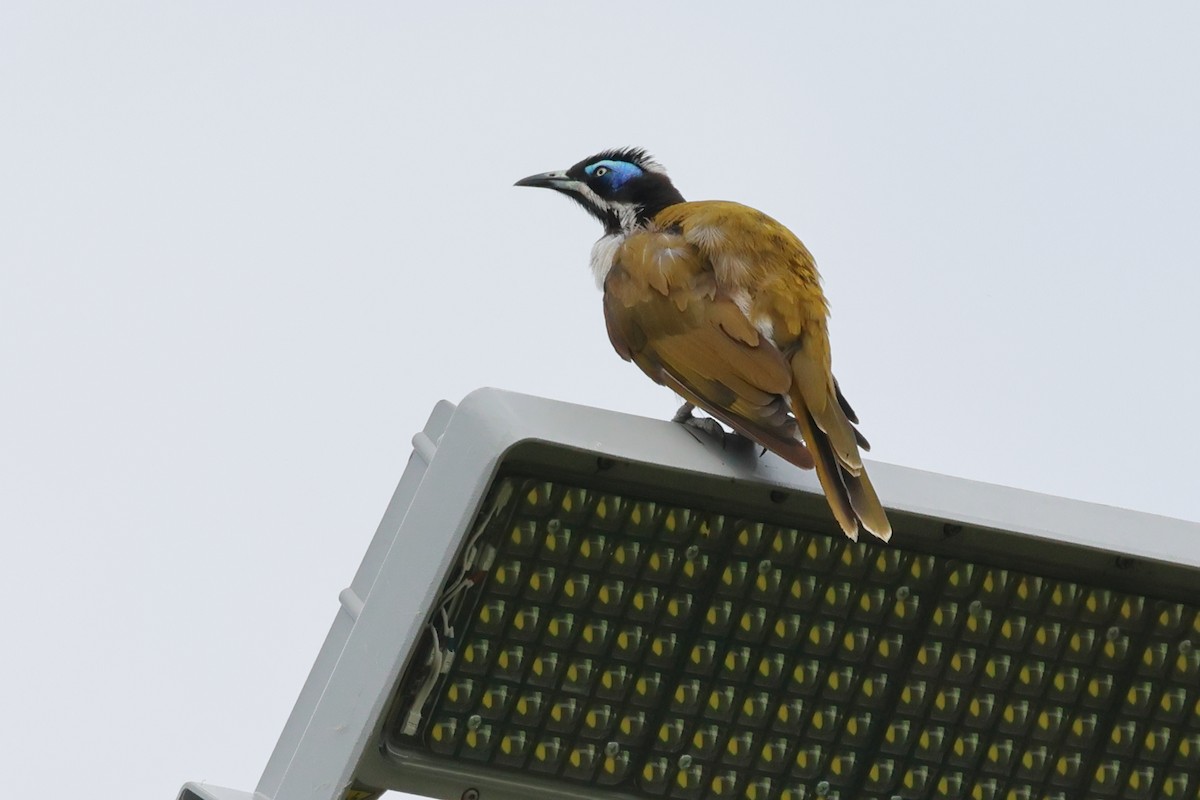 Blue-faced Honeyeater - ML646422300
