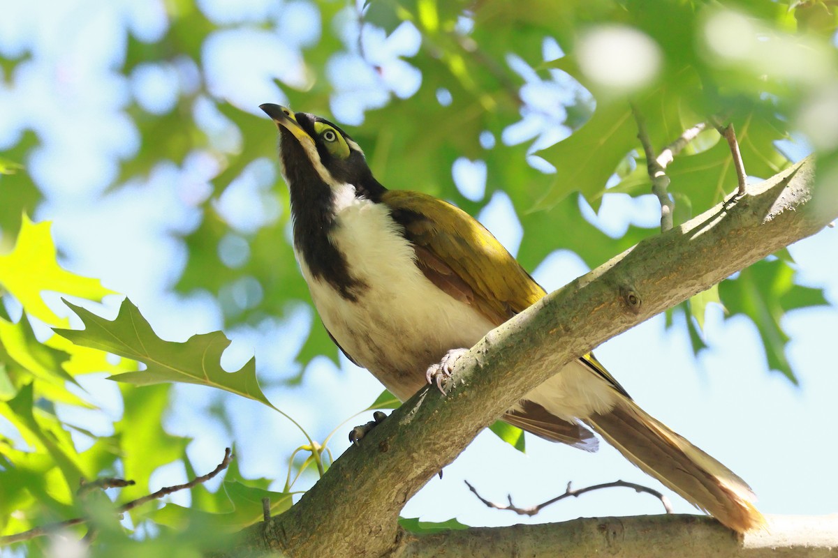 Blue-faced Honeyeater - ML646422301