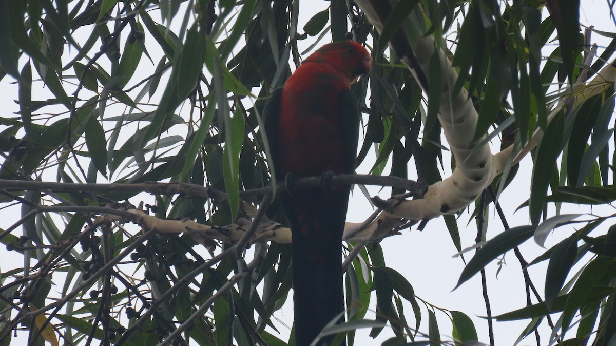 Australian King-Parrot - ML646422303