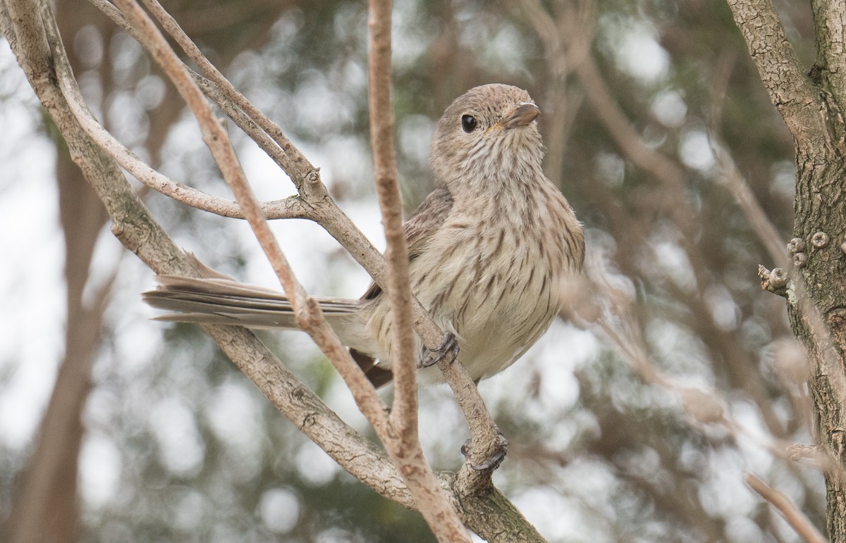 Rufous Whistler - ML646422304