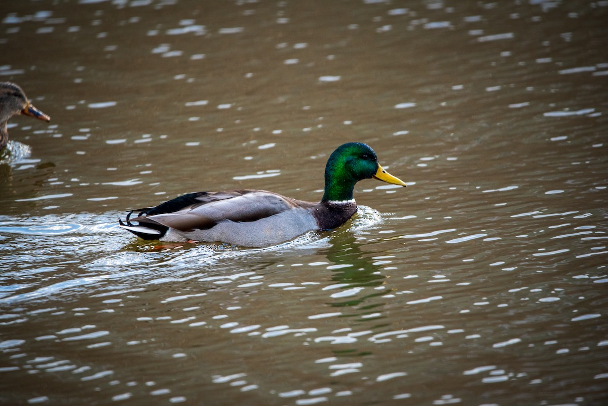 Mallard - ML646422305