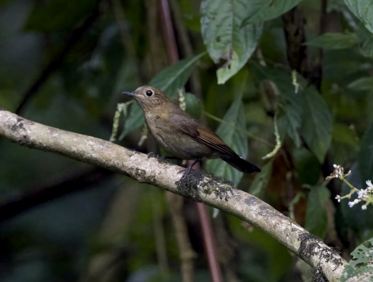White-tailed Robin - ML646422308
