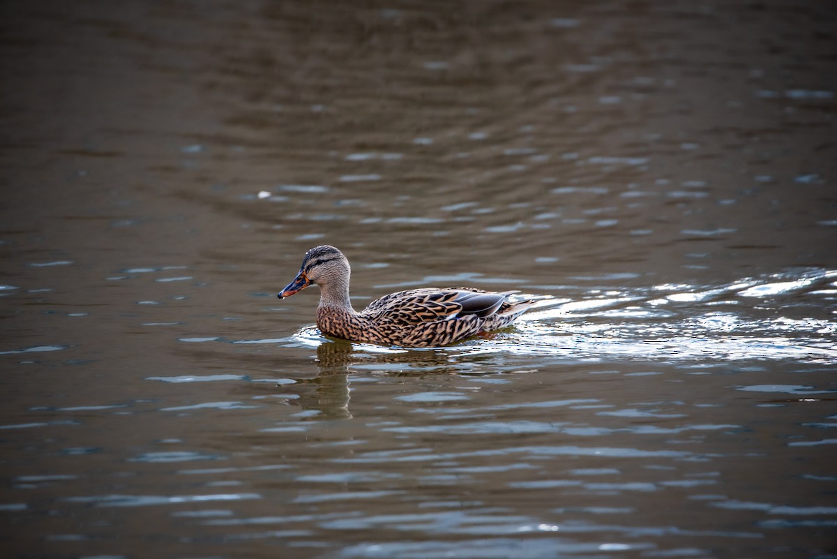 Mallard - ML646422309