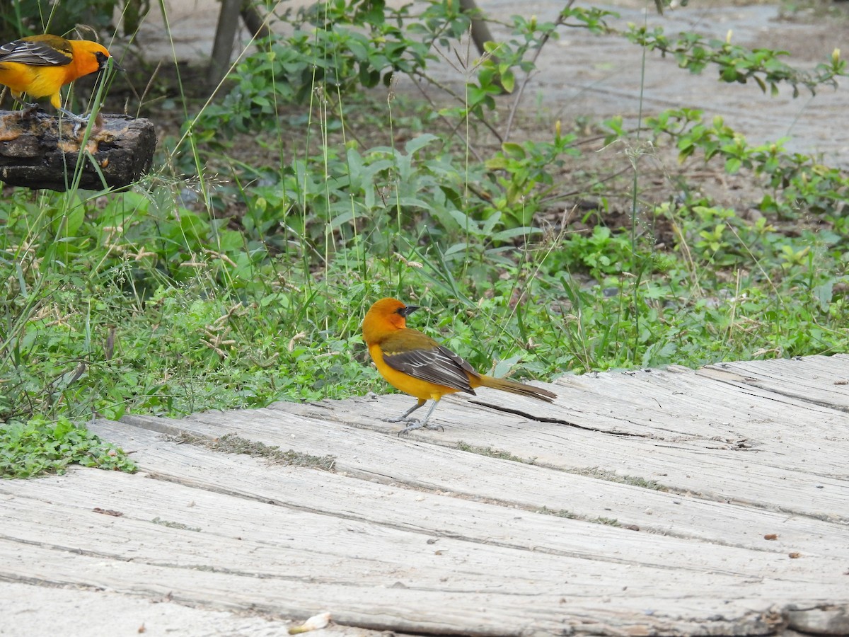 Altamira Oriole - ML646422310